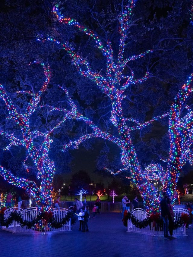 Top 7 Things to Do in Dallas This Winter